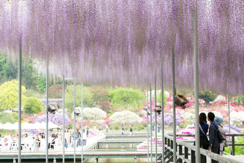 hoa tử đằng công viên Ashikaga hoa tử đằng công viên Ashikaga